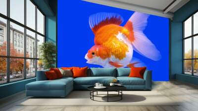 goldfish in the aquarium Wall mural