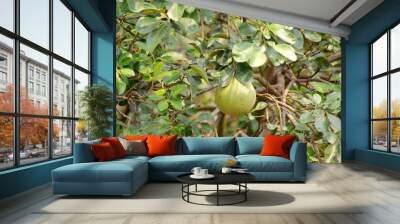 pomelo on tree in organic farm Wall mural