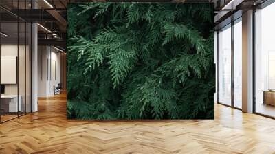 natural background with thuja branches after rain, water drops on green leaves, nature wallpaper, selective focus Wall mural