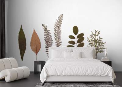 six different dry plants on white background Wall mural