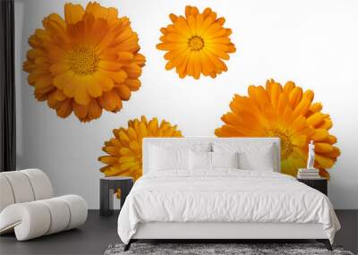 yellow and orange heads of officinalis calendula flowers isolate top view Wall mural