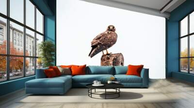 bird of prey Wall mural