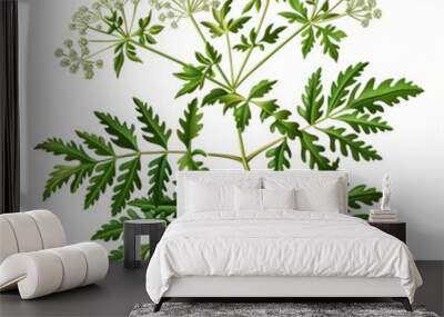 A colorful drawing of Poison Hemlock plant with vibrant leaves and delicate flowers Wall mural