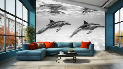 Two dolphins elegantly swim through pristine water capturing the beauty of marine life Wall mural