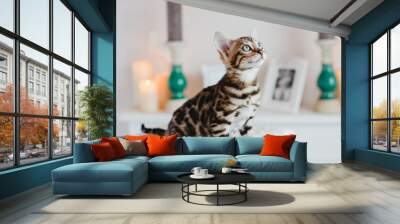 bengal cats babys leopard kitten Wall mural