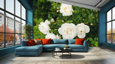 blooming rose hips, rose hips flowers, white rose hips flowers  Wall mural