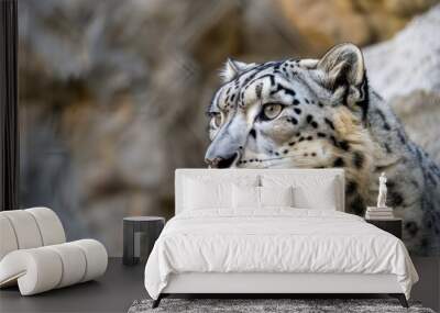 Close up portrait of a snow leopard with intense gaze. Wall mural