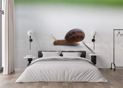 Snail on a walk Wall mural