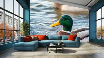 a large male wild duck swims in the river Wall mural