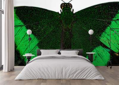 part of green macro butterfly on white background. head with antennae. Wall mural