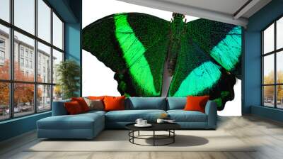 part of green macro butterfly on white background Wall mural