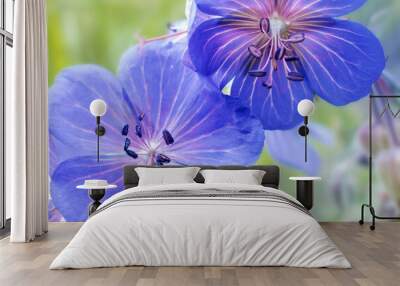 two summer blue forest flowers of meadow geranium close up Wall mural