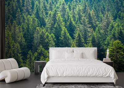 Spruce tops in sunlight on a forest slope Wall mural