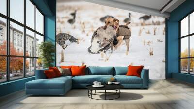 dog carrying goose outside hunting waterfowl Wall mural