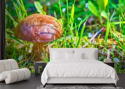 Beautiful mushroom hog growing in the grass color Wall mural