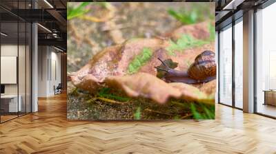 snail crawls on a leaf., general plan. color Wall mural