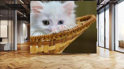 White kitten lies in a wicker basket low light Wall mural