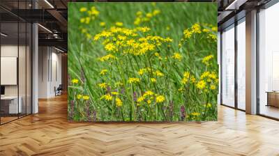 Field of beautiful Dahlberg daisy, meadow with wild flowers and green grass. Yellow blurred bokeh background, seasonal flora Wall mural