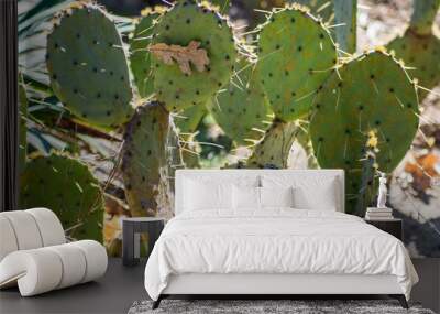 Prickly pear cactus, green Opuntia close-up, succulent plant outdoors, large needles Wall mural