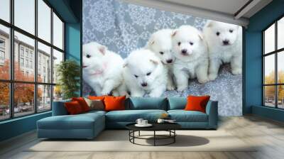 Cute adorable fluffy white spitz dog puppies Wall mural