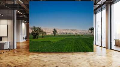 Bright green fields contrast with blue sky and  the dry yellow desert mountains, Egypt. Wall mural