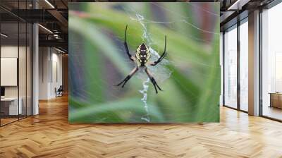 Garden spider on his web Wall mural