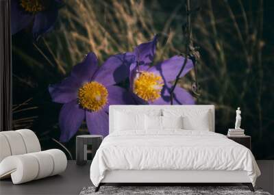 Pasque flowers. Spring flowers. Flowers in meadow. Wall mural