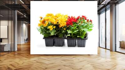 Colorful  Chrysanthemum flowers in small pots isolated on white Wall mural