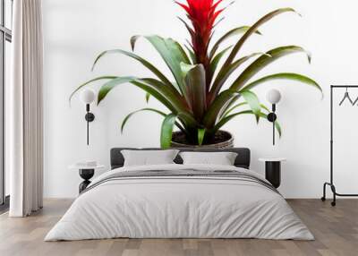 Guzmania  monostachia flower blossom isolated flower in the pot Wall mural