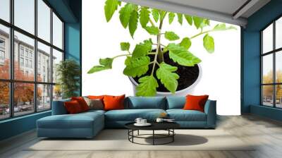 Tomato plant in a pot isolated on a white Wall mural