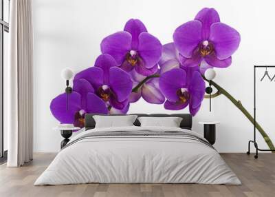 Dark purple orchid isolated on white background Wall mural