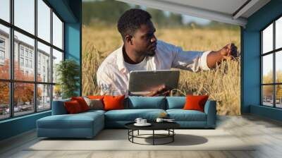 African American agronomist explores ripe wheat plantation at sunset light. Black agriculturist looks around field typing information about wheat harvest Wall mural