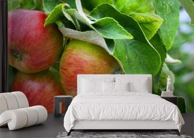 Ripe red apples and green leaves on the branch in the apple orchard close up.  Wall mural