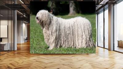 Komondor (Hungarian sheepdog) posing in the park Wall mural