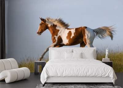 Nice young appaloosa horse running Wall mural