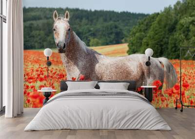 Portrait of nice arabian horse in red poppy field Wall mural