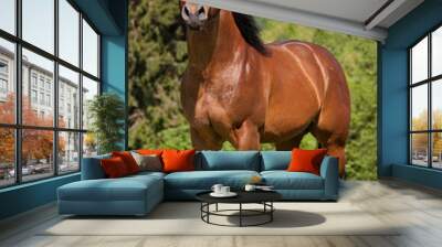 Portrait of nice quarter horse Wall mural