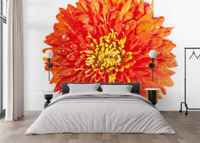 red chrysanthemum isolated on a white background Wall mural