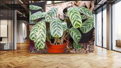 Fishbone prayer plant (Ctenanthe burle-marxii) bunch of leaves Wall mural