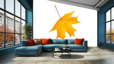 autumn orange maple leaf isolated on white Wall mural