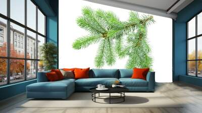 big green spruce branch isolated Wall mural