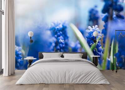 close up blue muscari flowers in green grass. summer background. copy space Wall mural