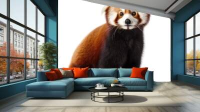 Photo of red panda isolated on white background Wall mural