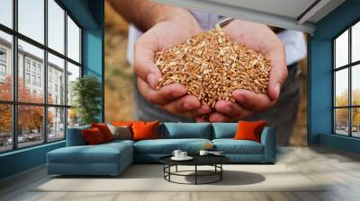 Closeup shot of wheat grains held in hands Wall mural