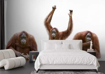 Set of image orangutan Wall mural