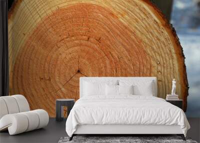 Closeup shot of cut log surface Wall mural