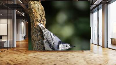 Nuthatch 2 Wall mural