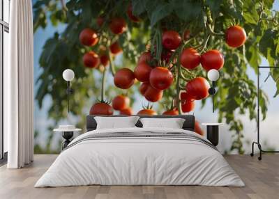 Tomatoes growing on the field. Beautiful summer landscape Wall mural