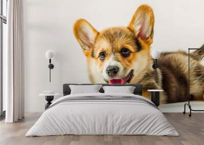 Happy puppy welsh corgi 4 month old isolated on white. Wall mural