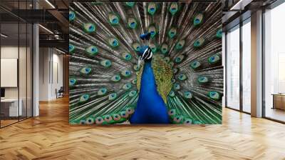 Congo Peafowl Bird with Open Fan Tail, Realistic Photo, Wallpaper, Cover and Screen for Smartphone, Cell Phone, Computer, Laptop Wall mural